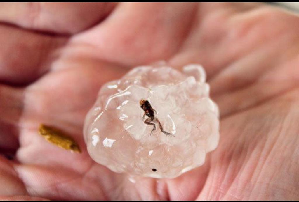 Found South Florida Frog hailstone"