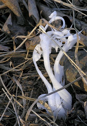 Frost flowers in the Ozark Mountains, USA