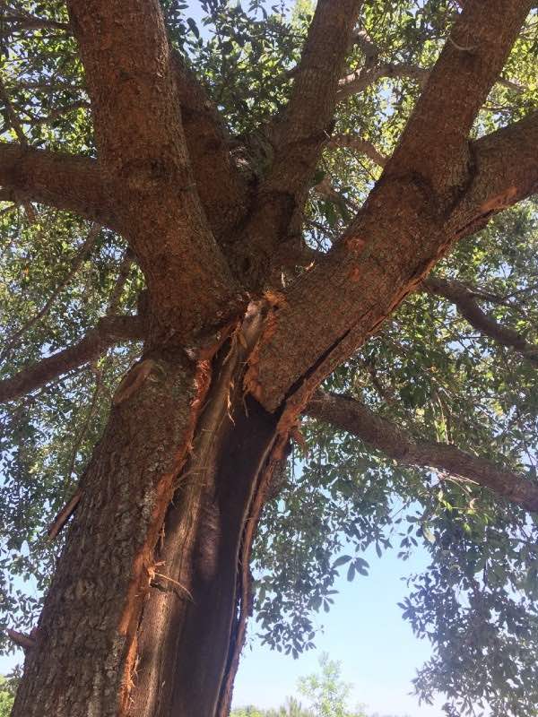 Oak struck by a lightning