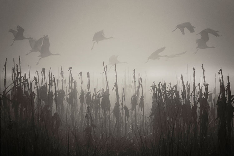 Tule fog at the Merced National Wildlife Refuge, California