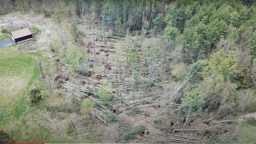 Tree damage in Massachusetts caused by a microburst