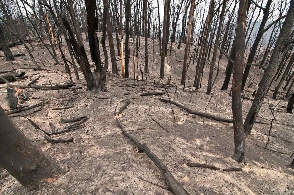 Kinglake National Park in Australia after the Black Saturday bushfires
