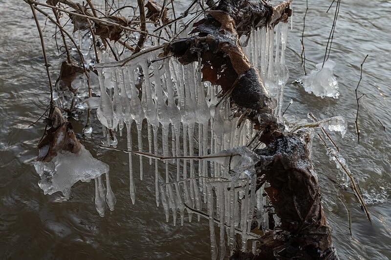 Icicles hanging from a tree
