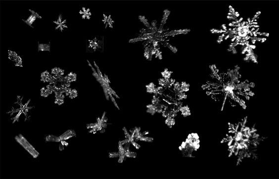 Snowflake diversity captured by the Multi-Angle Snowflake Camera