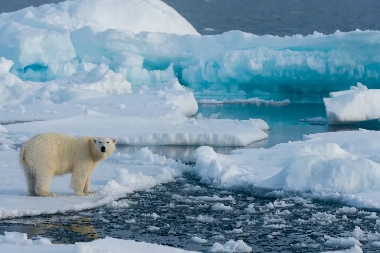 Arctic ice should be preserved to avoid extreme weather events