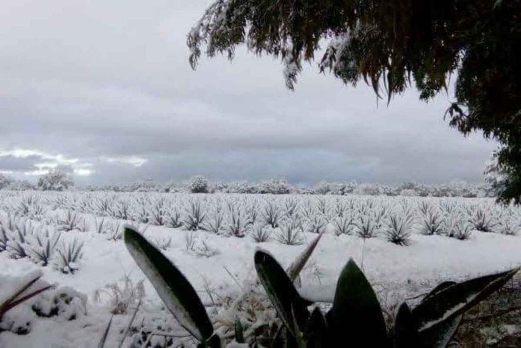 Abnormal snow in Guadalajara, Mexico, 1997